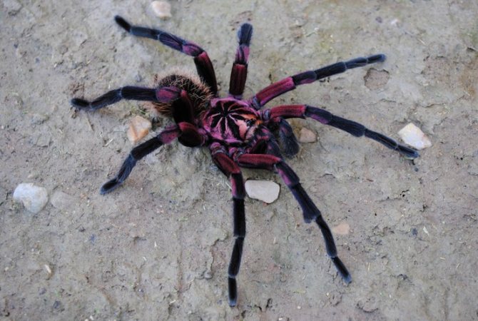The purple tarantula is found in the rainforests of Colombia