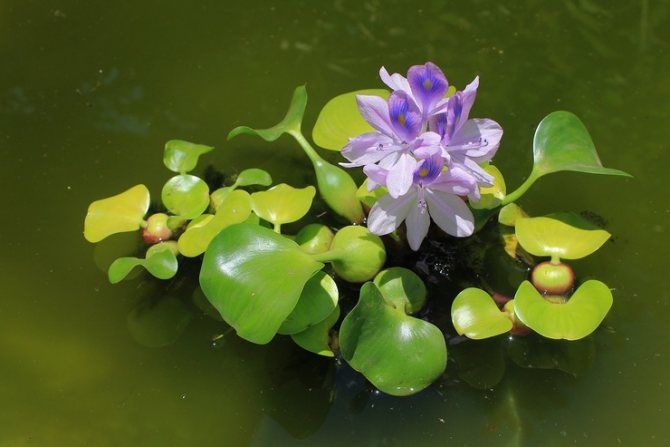 aquatic geacinth