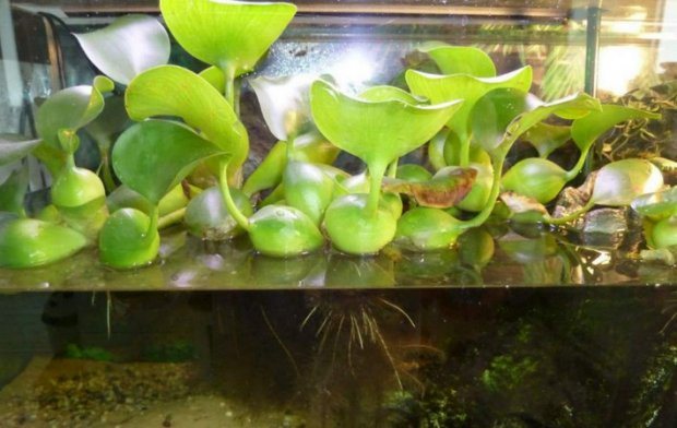 water hyacinth in the aquarium