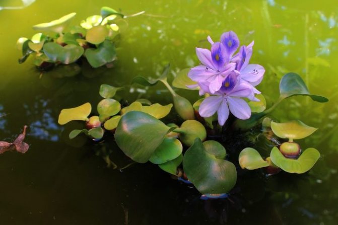 water hyacinth in a natural pond
