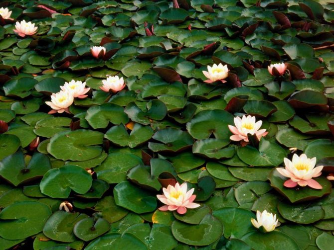 A body of water overgrown with water lilies