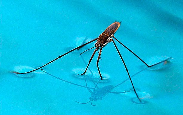 Water strider: lifestyle, habits and harm to humans