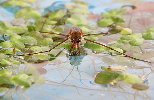 Water striders almost never bite a person.