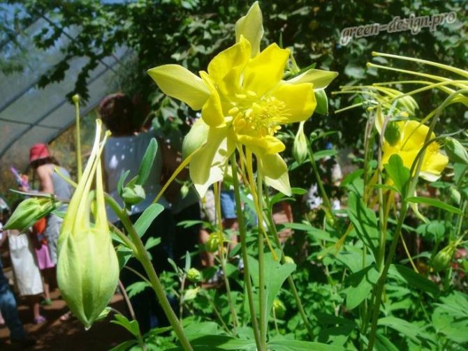 The catchment is golden-flowered (Aquilegia chrysantha)