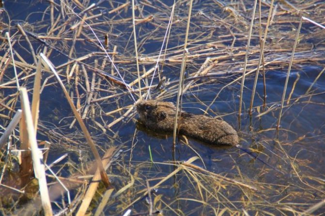 Water vole in water