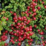 Crowberry merah (Empetrum rubrum)