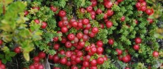 Crowberry merah (Empetrum rubrum)