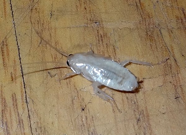 Най-общо казано, такива бели хлебарки са рядкост, но понякога се случват.