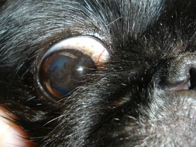 Възпалението на прозрачната очна мембрана при зайци е кератит.
