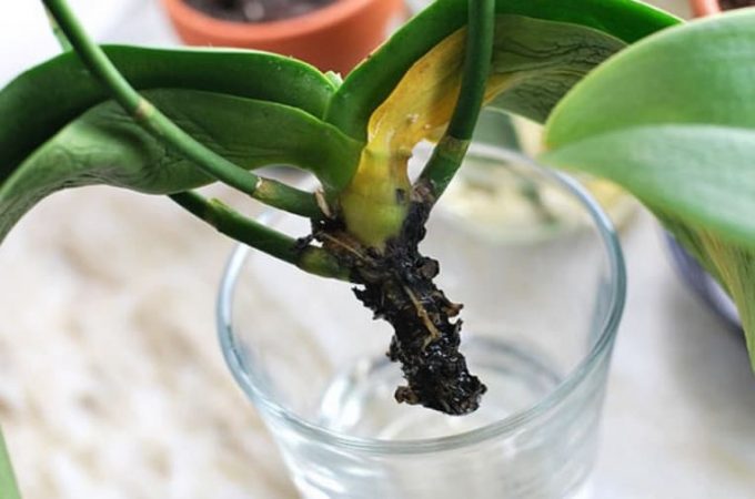 restoration of a plant with rotten roots