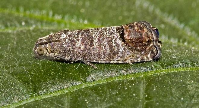 Eastern moth