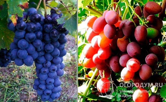 „Black Delight“ (na fotografii vlevo) a „Red Delight“ (vpravo) jsou nové hybridní odrůdy vytvořené domácími chovateli na experimentálních pozemcích VNIIViV