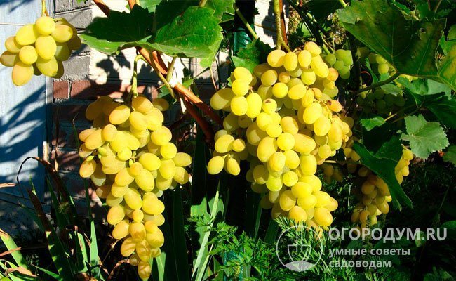 "Glädje" (bilden) trädgårdsmästare växer framgångsrikt både i zonen för industriell vinodling i Ryssland och i Moskva-regionen, södra regionerna i Ural och Sibirien
