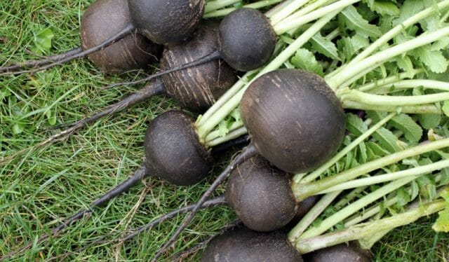 Here's what you can plant in your garden after harvesting winter garlic