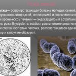 The causative agent of erysipelas in pigs