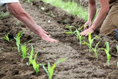 Cultivation of corn: instructions and recommendations for seeding rates, planting and crop care