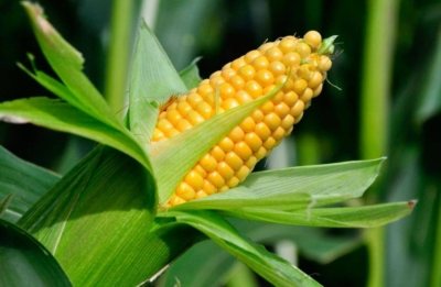 Odling av majs: instruktioner och rekommendationer för såddhastigheter, plantering och skötsel av grödor