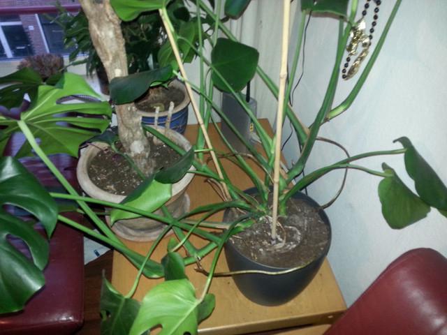 aerial roots of monstera