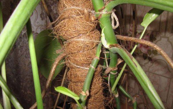Aerial roots cannot be cut