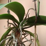 Въздушни корени на орхидея
