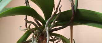 Въздушни корени на орхидея