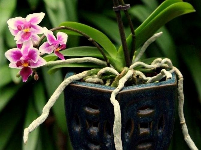 Rădăcinile aeriene ale unei orhidee