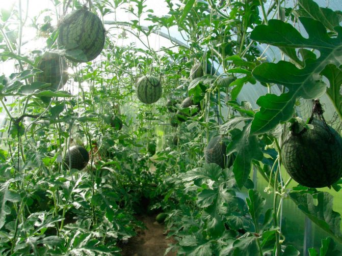 Possible mistakes when growing watermelons in a greenhouse