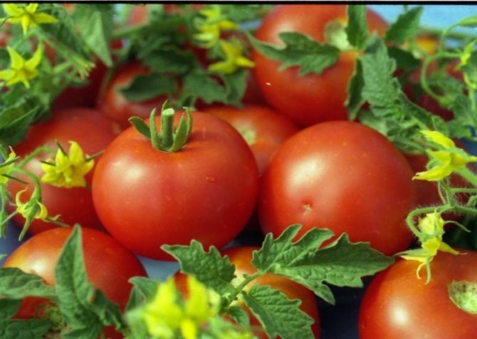 إن خصائص ووصف الطماطم الناضجة مثير للإعجاب: الثمار غنية بالعصارة وكبيرة (حوالي 100-120 جم) ومستديرة