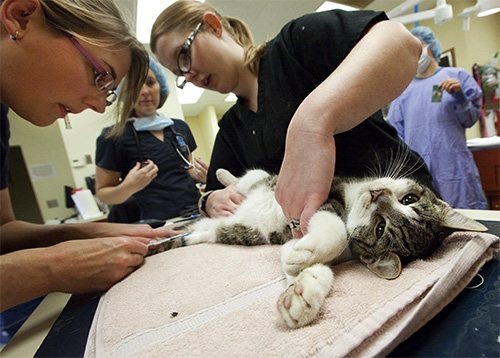 Medicii salvează pisica ...