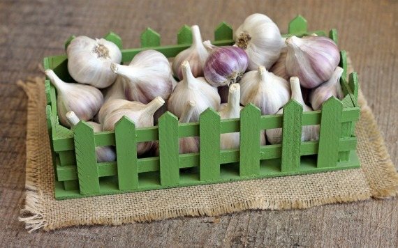 Harm of garlic and contraindications
