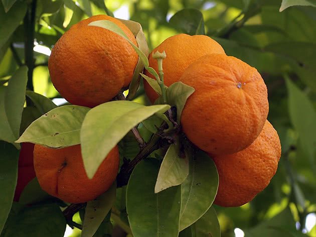 Skadorna och fördelarna med mandarin