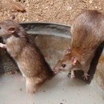 bahaya dari tikus