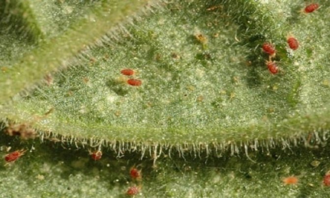 Houseplant pest cyclamen mite - control measures