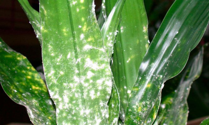 Mealybug вредител на стайни растения - мерки за контрол