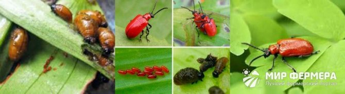 Лилия вредител червен бръмбар