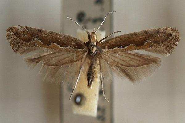 pest moth