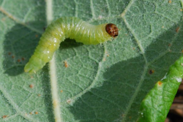 A pest on a leaf.