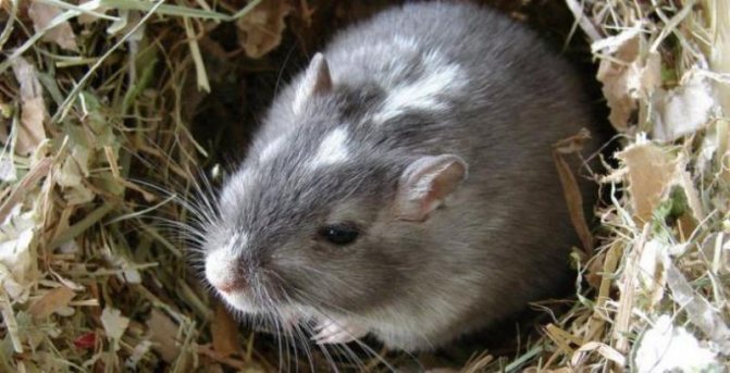 The pest has nothing to do with normal rats. They are similar only in size