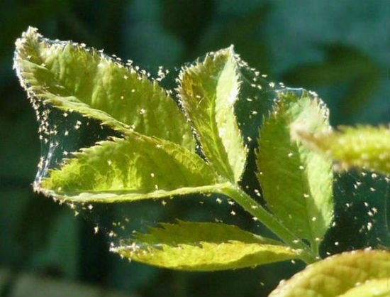 Acarianul dăunător pe frunzele unei plante cu efect de seră