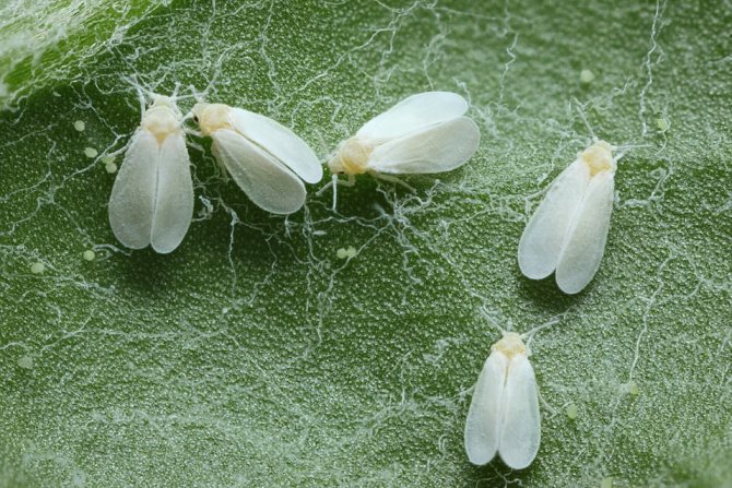 bean pests, bean pests with a photo, bean pests description of how to deal with bean pests, bean pest control