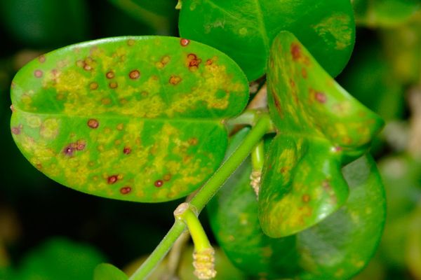 Hoya pests