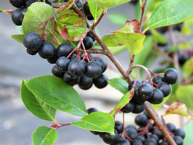 Chokeberry pests and diseases