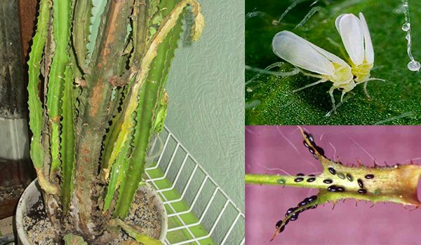 Flower pests and diseases