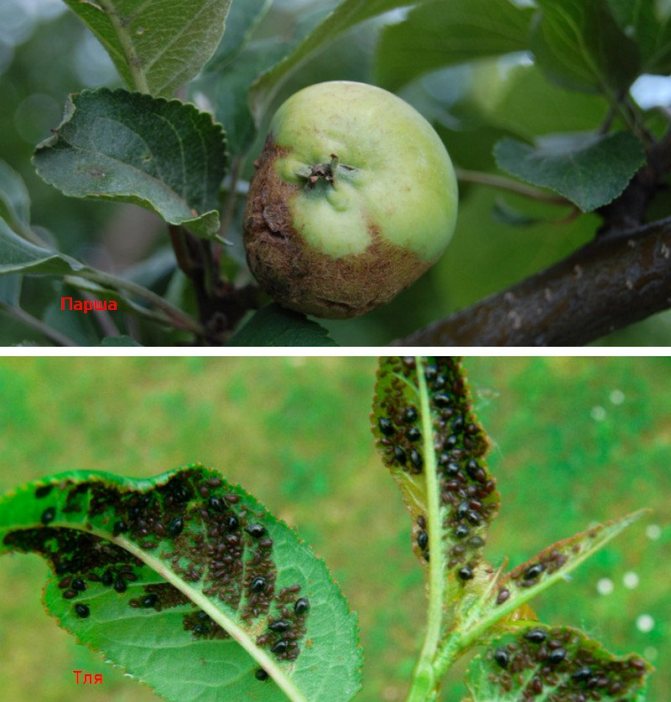 Pests and diseases of the variety
