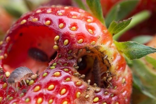 Mga pests na strawberry