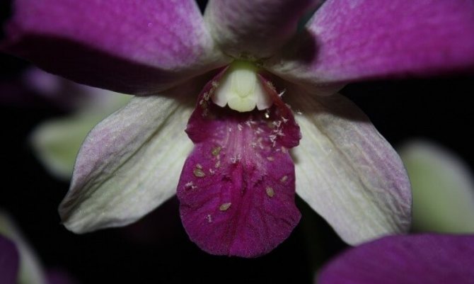 Phalaenopsis orkidé skadedjur