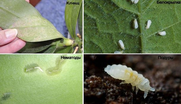 orchid pests