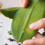 Orchid pests