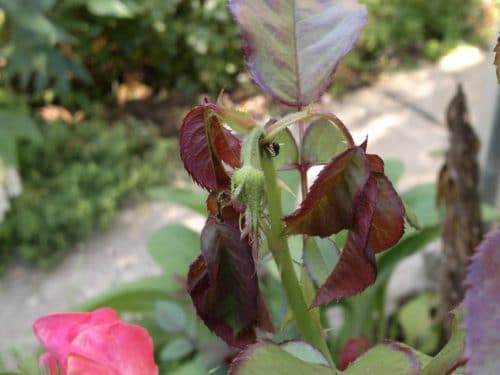 Rose pests: weevil