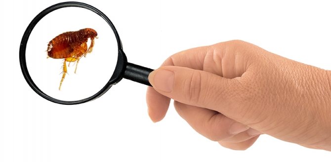 Are fleas harmful?